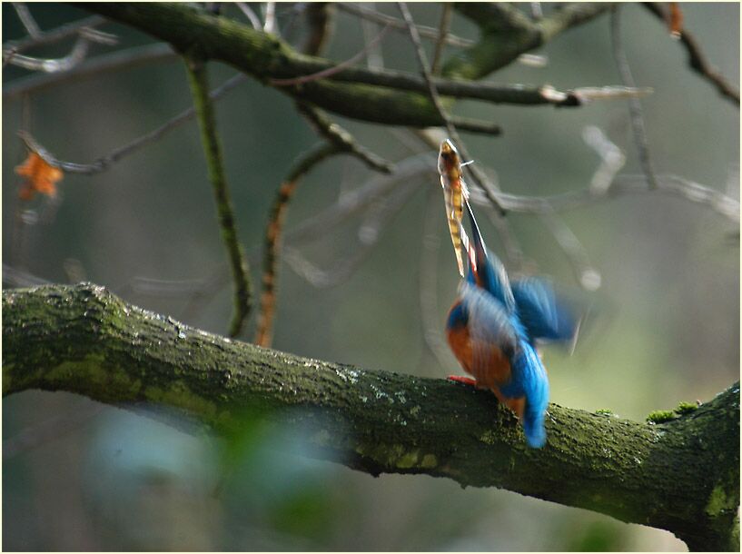 Eisvogel