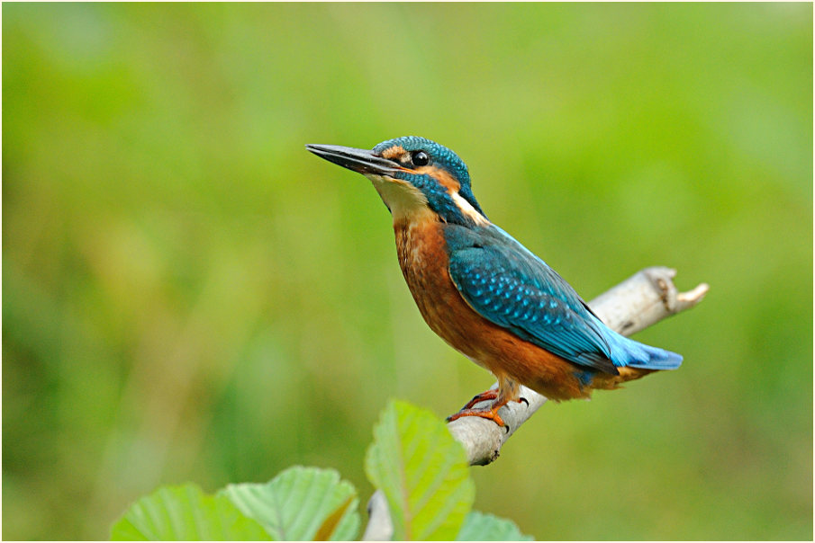 Eisvogel