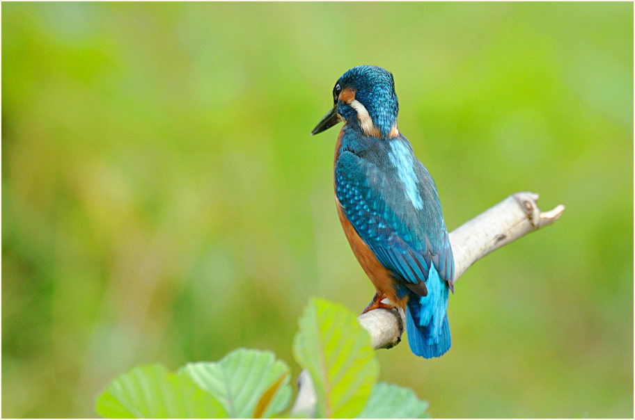 Eisvogel