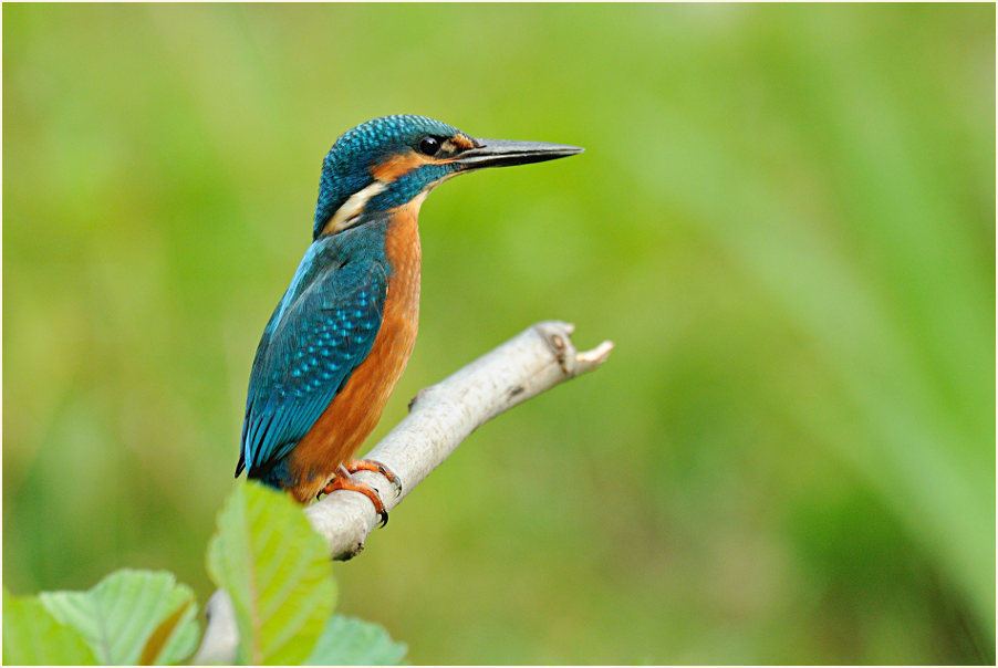 Eisvogel