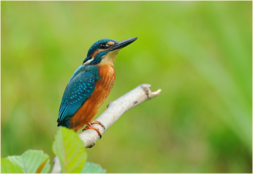 Eisvogel