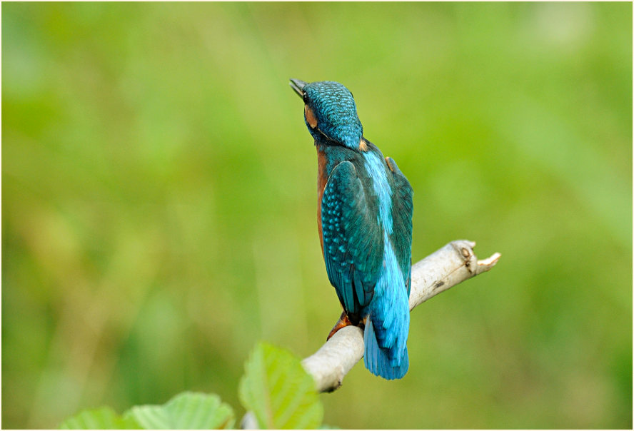 Eisvogel