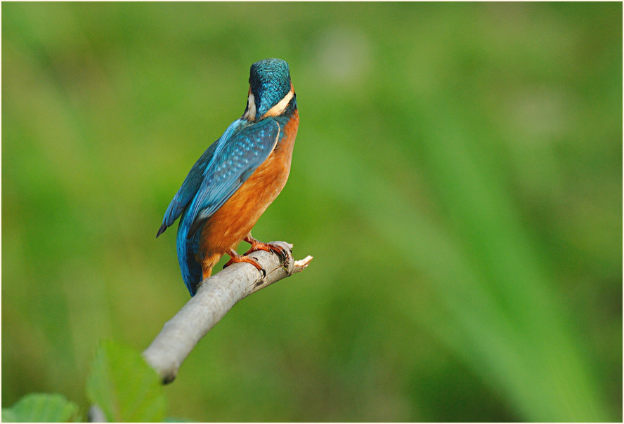 Eisvogel