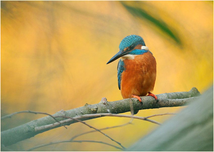 Eisvogel