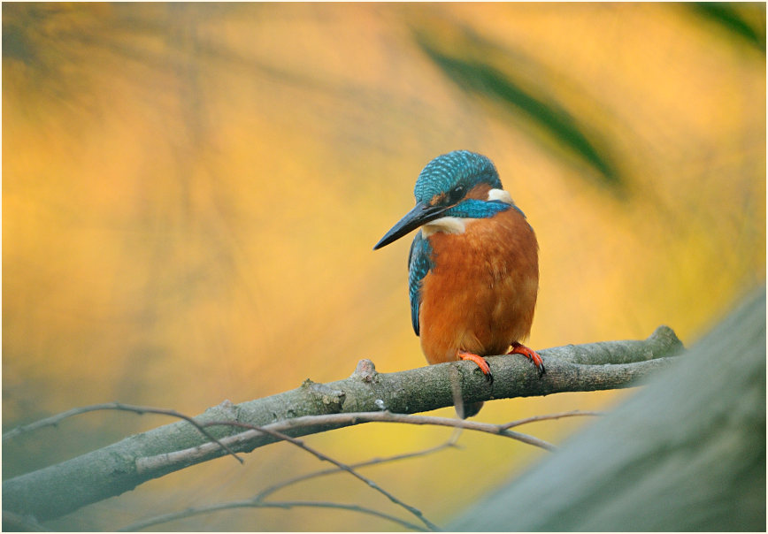 Eisvogel