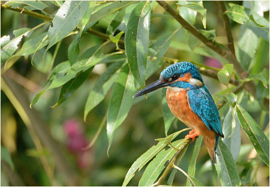 Eisvogel