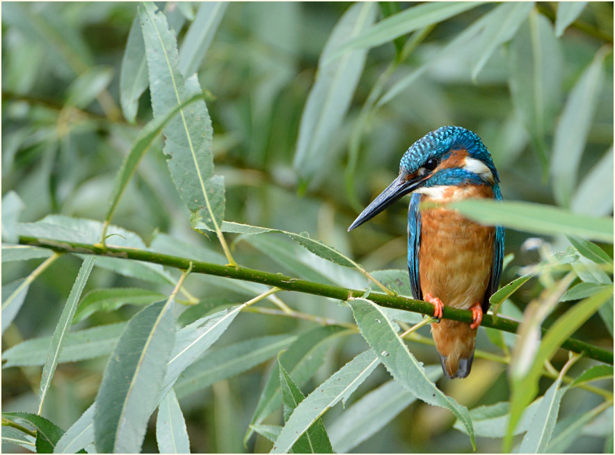 Eisvogel