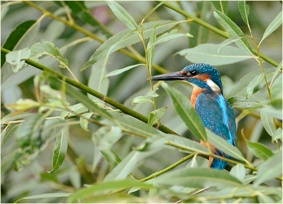 Eisvogel