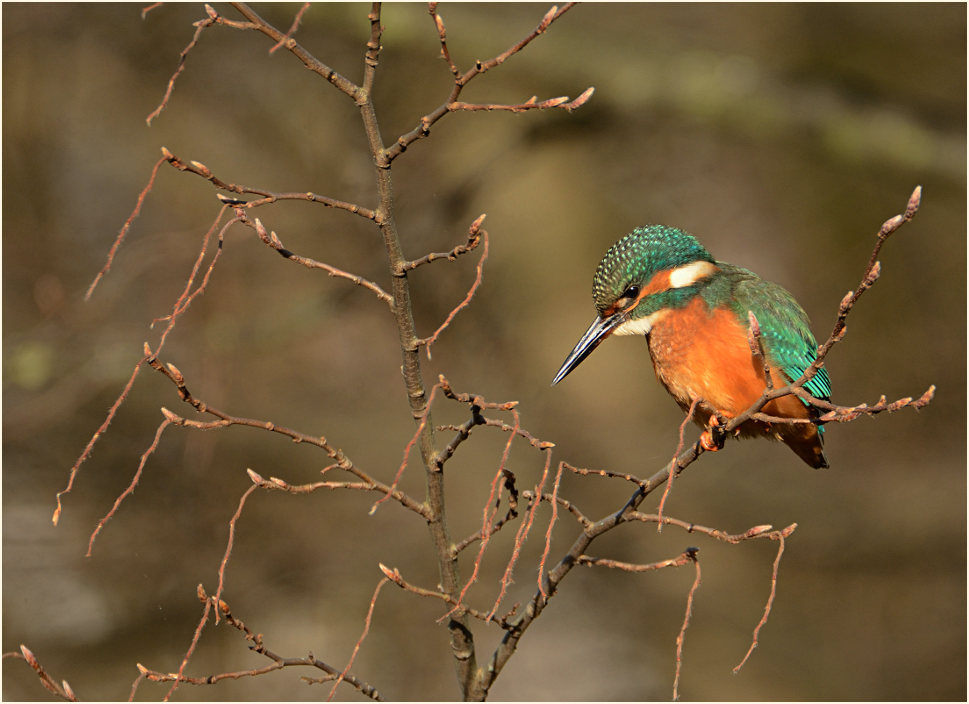 Eisvogel