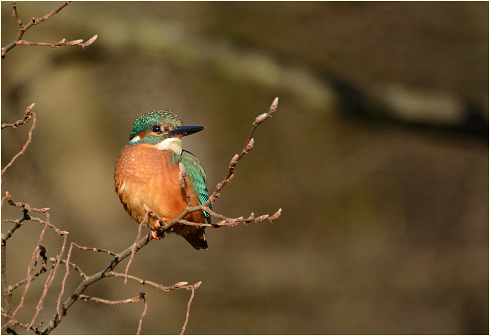 Eisvogel