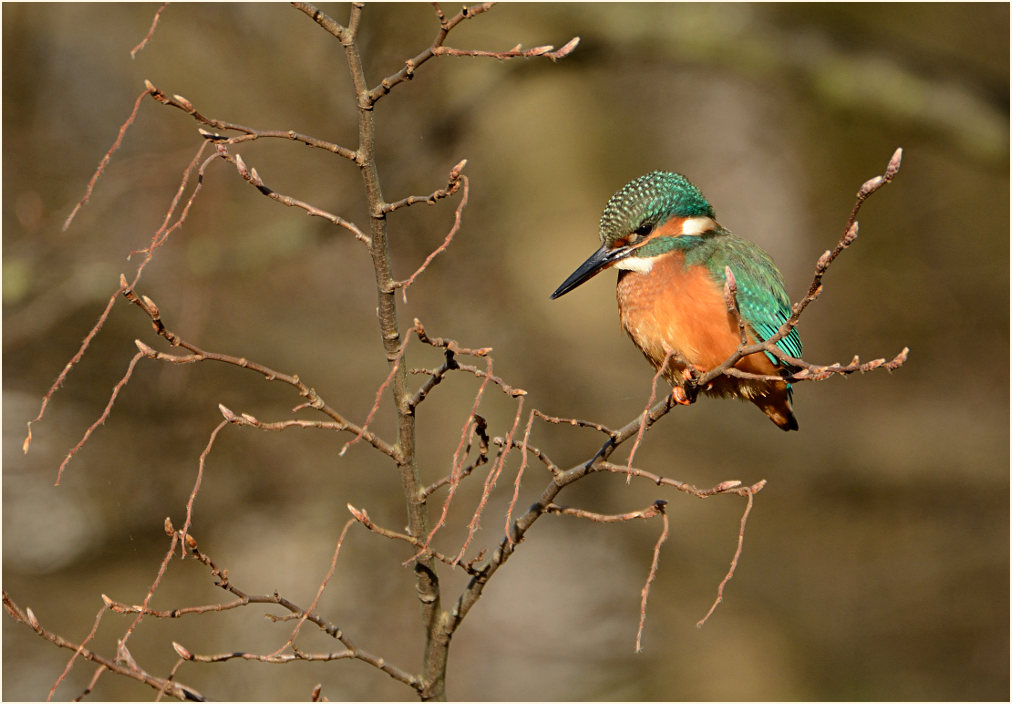 Eisvogel