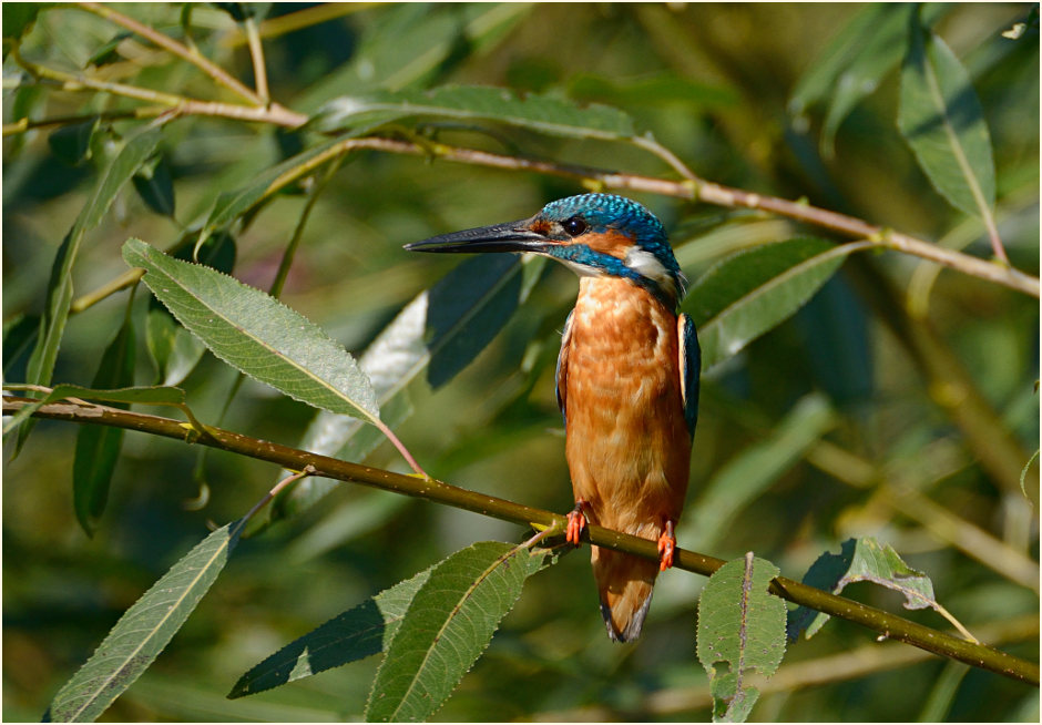 Eisvogel