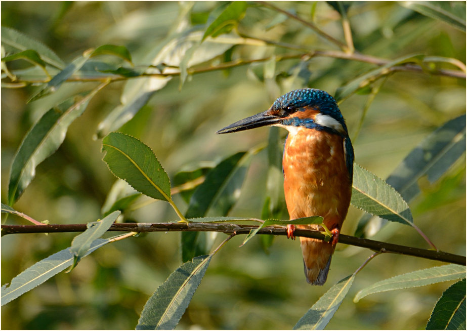 Eisvogel