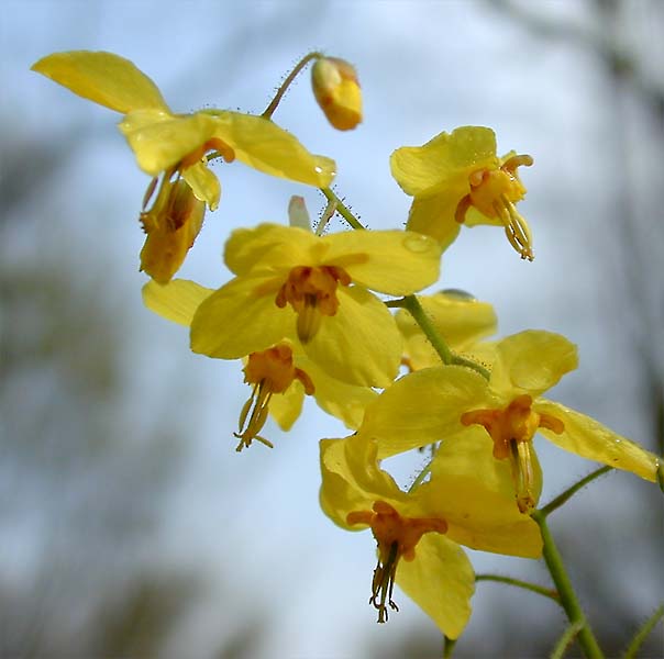 Elfenblume (Epimedium x warleyeuse)