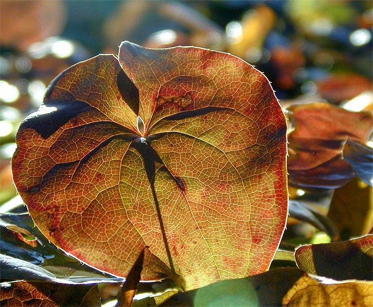 Elfenblume (Epimedium x warleyeuse)