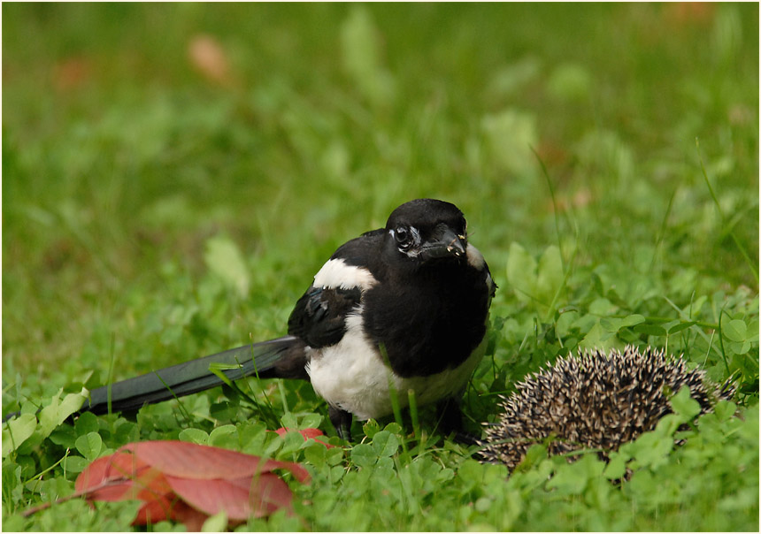 Elster mit totem Igel