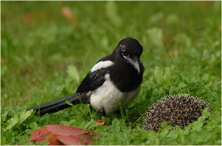 Elster mit totem Igel