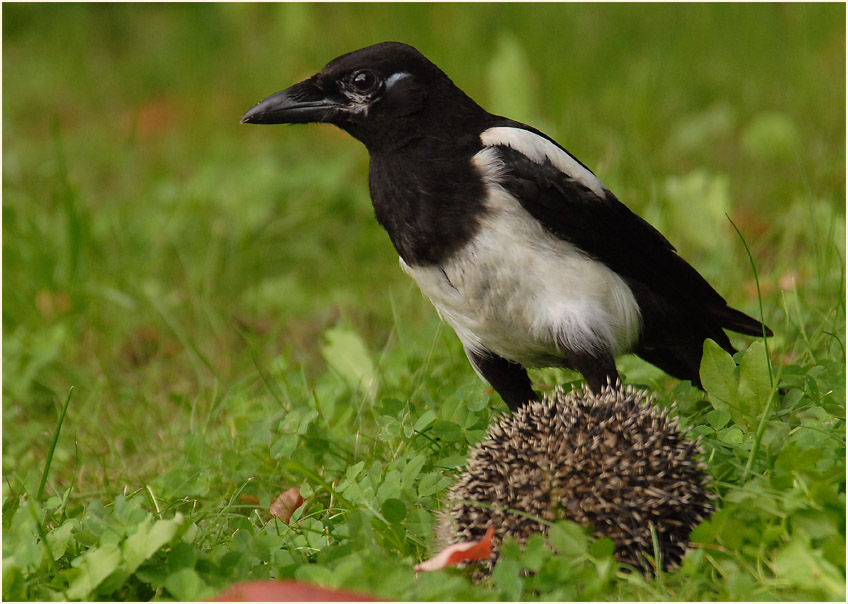 Elster mit totem Igel