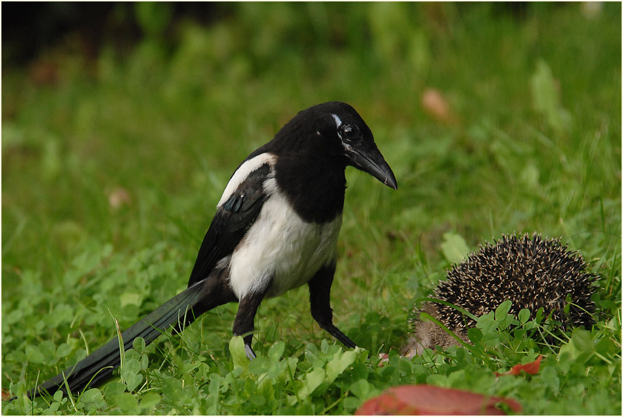 Elster mit totem Igel