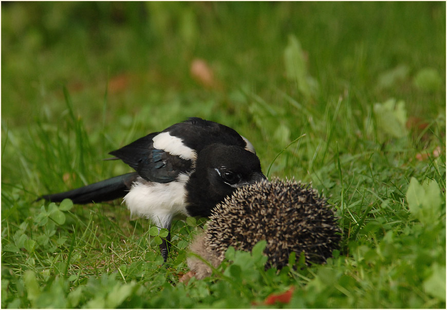 Elster mit totem Igel