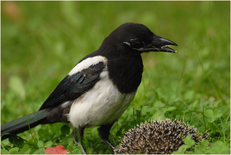 Elster mit totem Igel