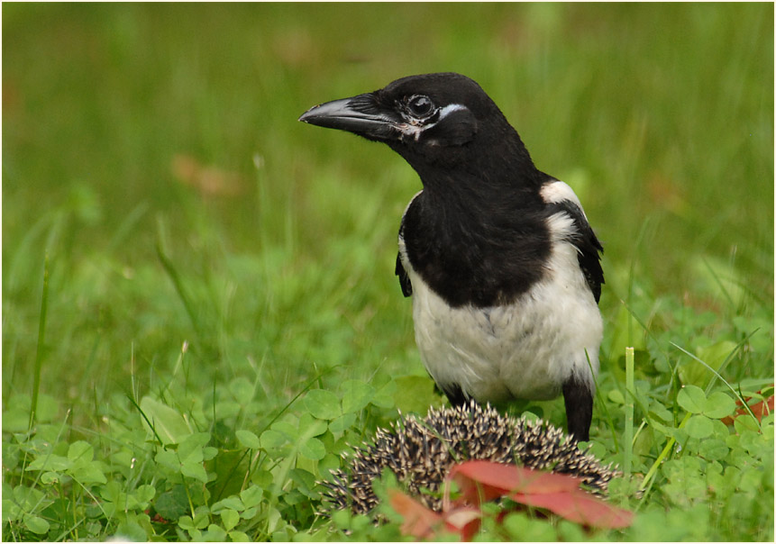 Elster mit totem Igel