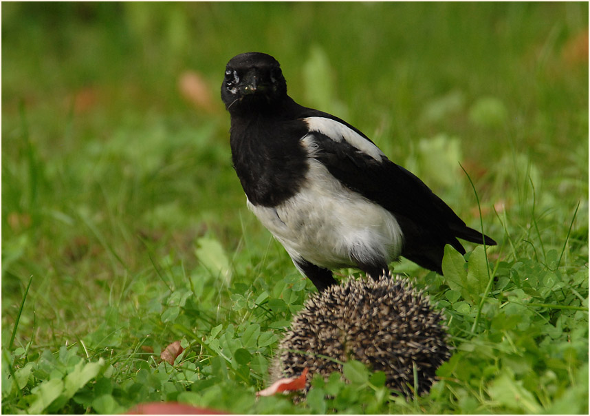 Elster mit totem Igel
