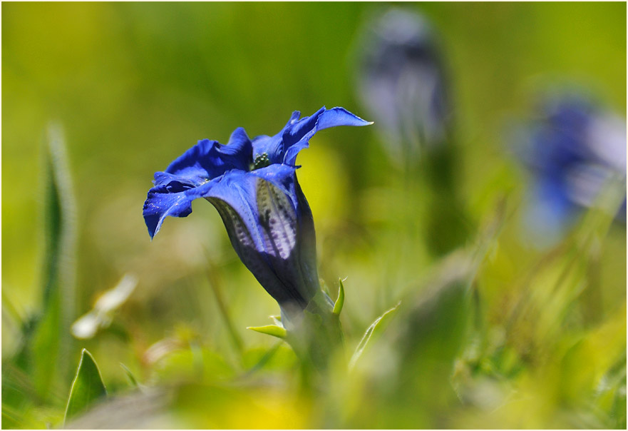 Enzian (Gentiana)