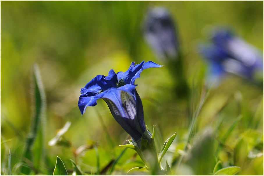 Enzian (Gentiana)