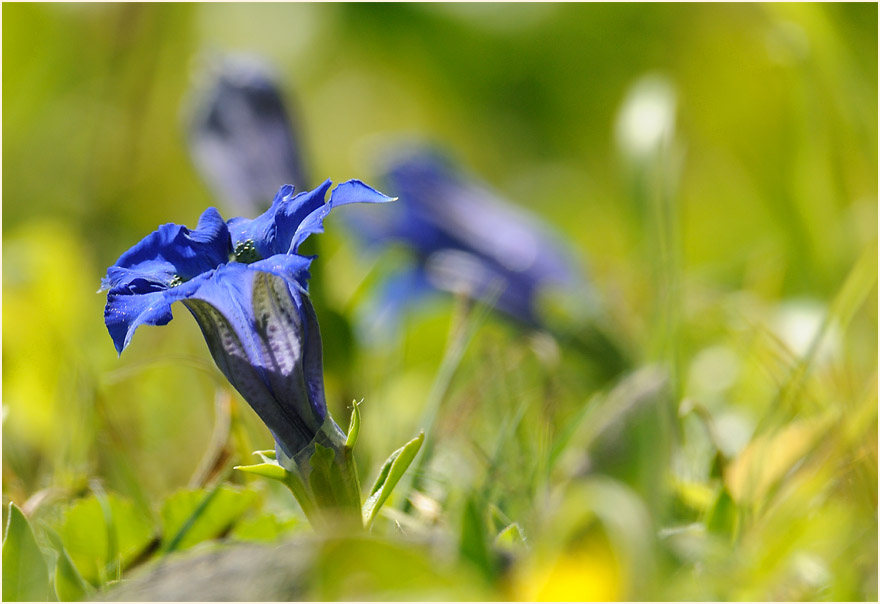 Enzian (Gentiana)