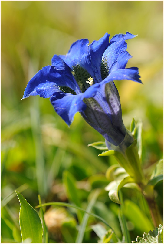 Enzian (Gentiana)