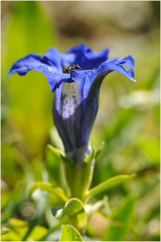 Enzian (Gentiana)