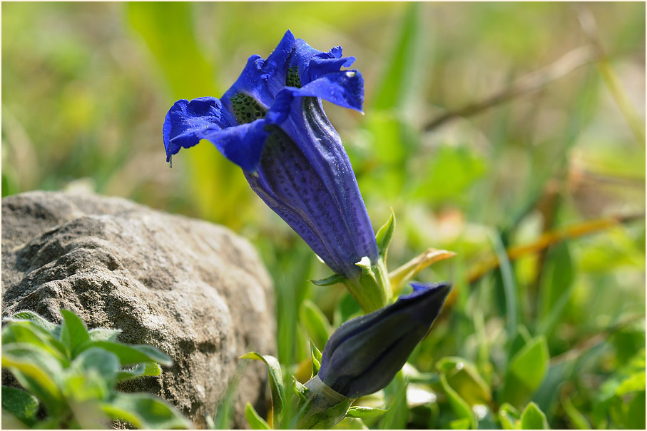 Enzian (Gentiana)