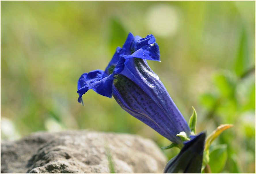 Enzian (Gentiana)