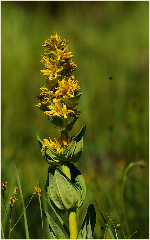 Gelber Enzian (Gentiana lutea)