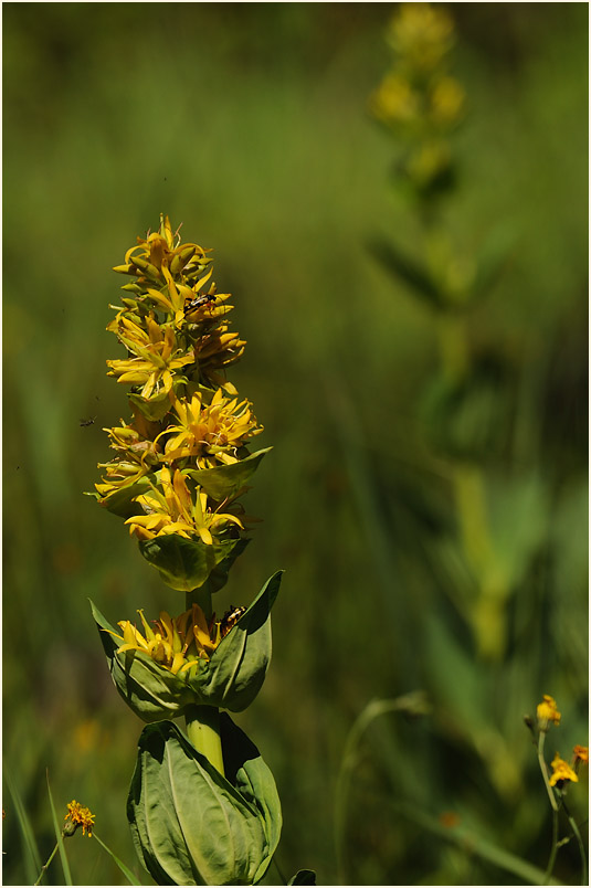 Gelber Enzian (Gentiana lutea)