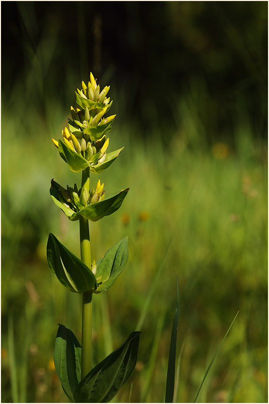 Gelber Enzian (Gentiana lutea)