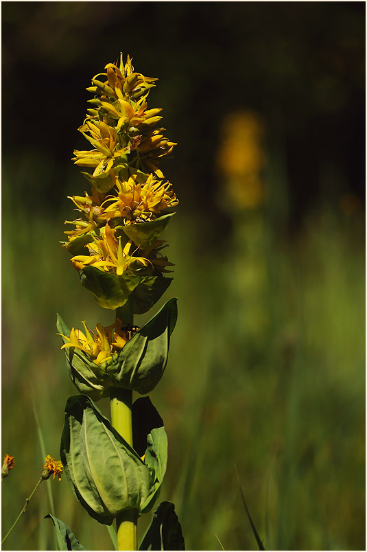 Gelber Enzian (Gentiana lutea)