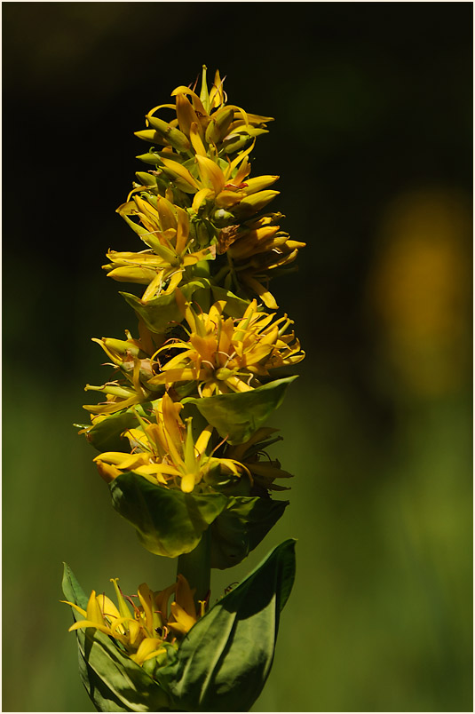 Gelber Enzian (Gentiana lutea)