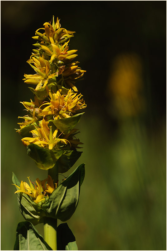 Gelber Enzian (Gentiana lutea)