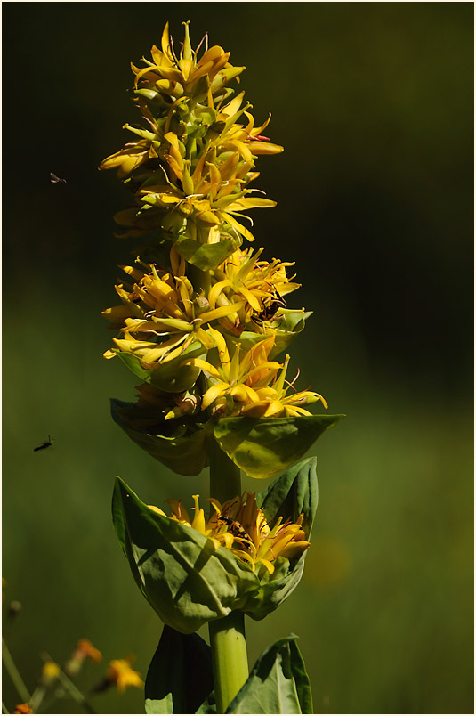 Gelber Enzian (Gentiana lutea)