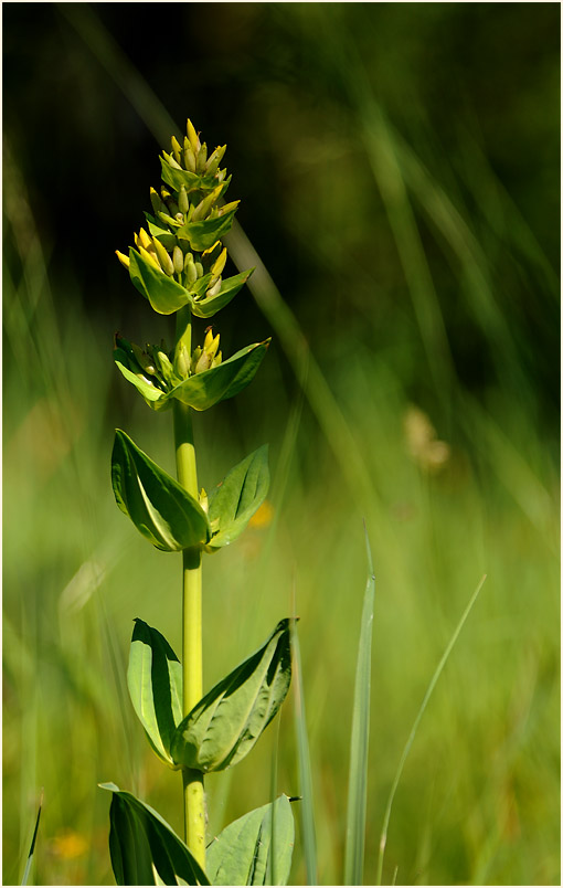 Gelber Enzian (Gentiana lutea)