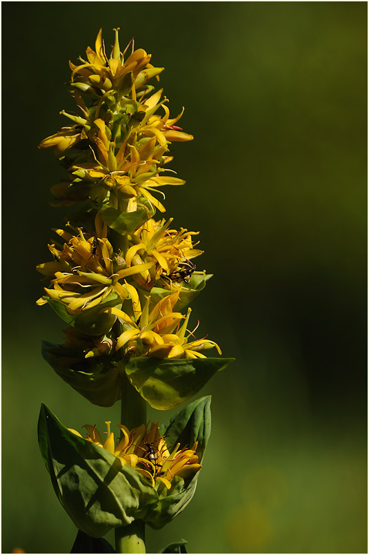 Gelber Enzian (Gentiana lutea)