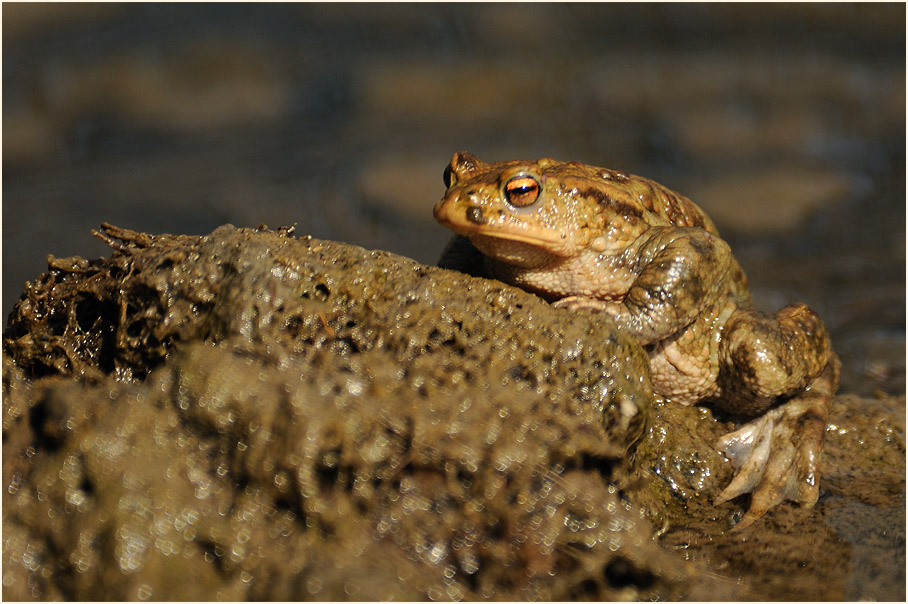 Erdkröte