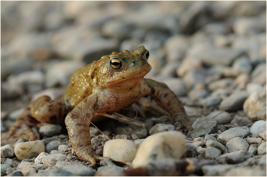 Erdkröte