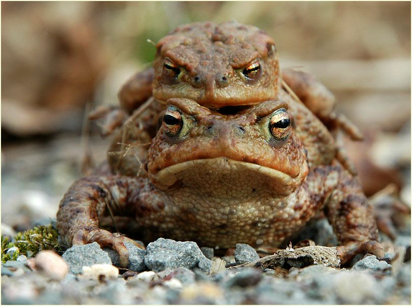 Das Weibchen trägt das Männchen zum Laichgewässer