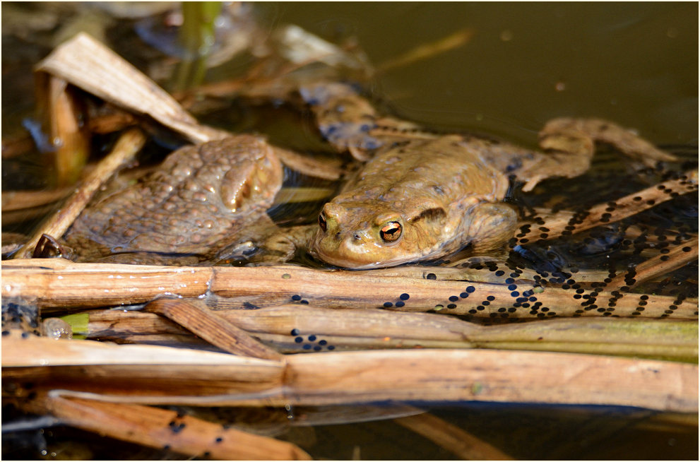 Erdkröte