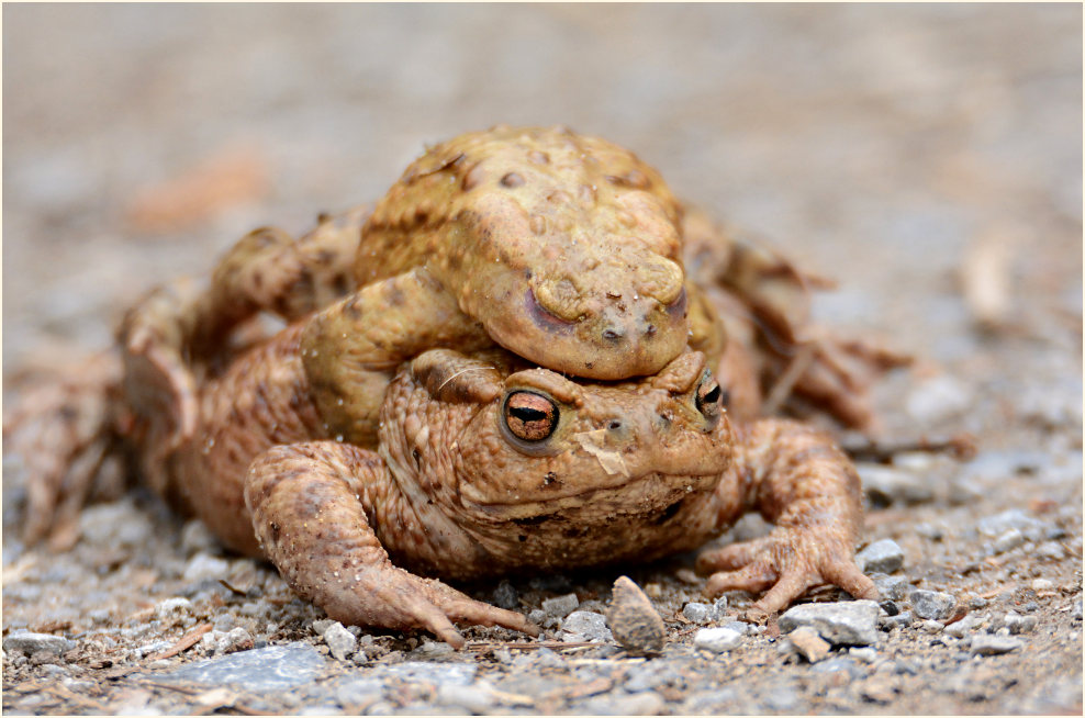 Erdkröte