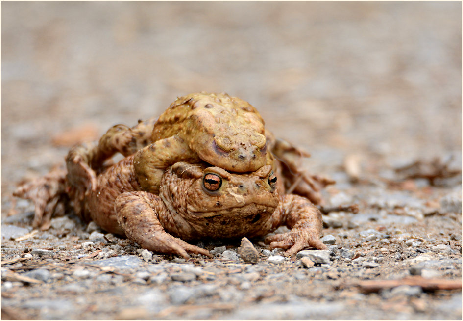 Erdkröte