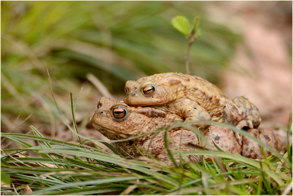 Erdkröte